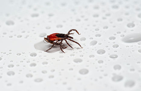 deer tick causing lymes disease in the UK