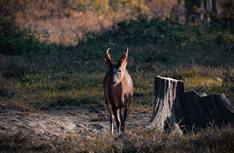 muntjac control off of feeders in surrey,hampshire and sussex