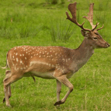 Deer Fencing Service Surrey