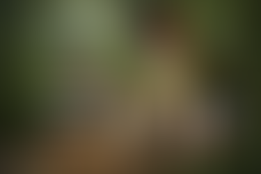 Calico Cat, an anthropomorphic calico Ranger wearing a green tank top, denim shorts, glasses, and a black cap, kneels on a forest path and gently touches the ground while studying faint footprints. Sunlight filters through the trees behind her, with two distant figures blurred in the background. Overlaid text reads, “The world speaks in whispers long before it ever needs to shout.”