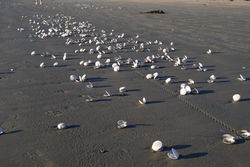 New Zealand Beach