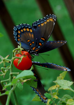 butterflies
