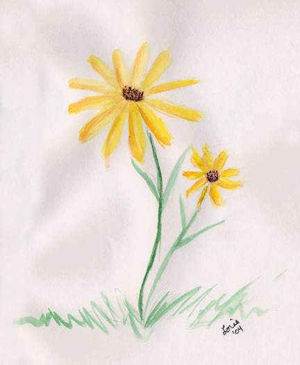 Daisies
