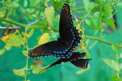 butterflies