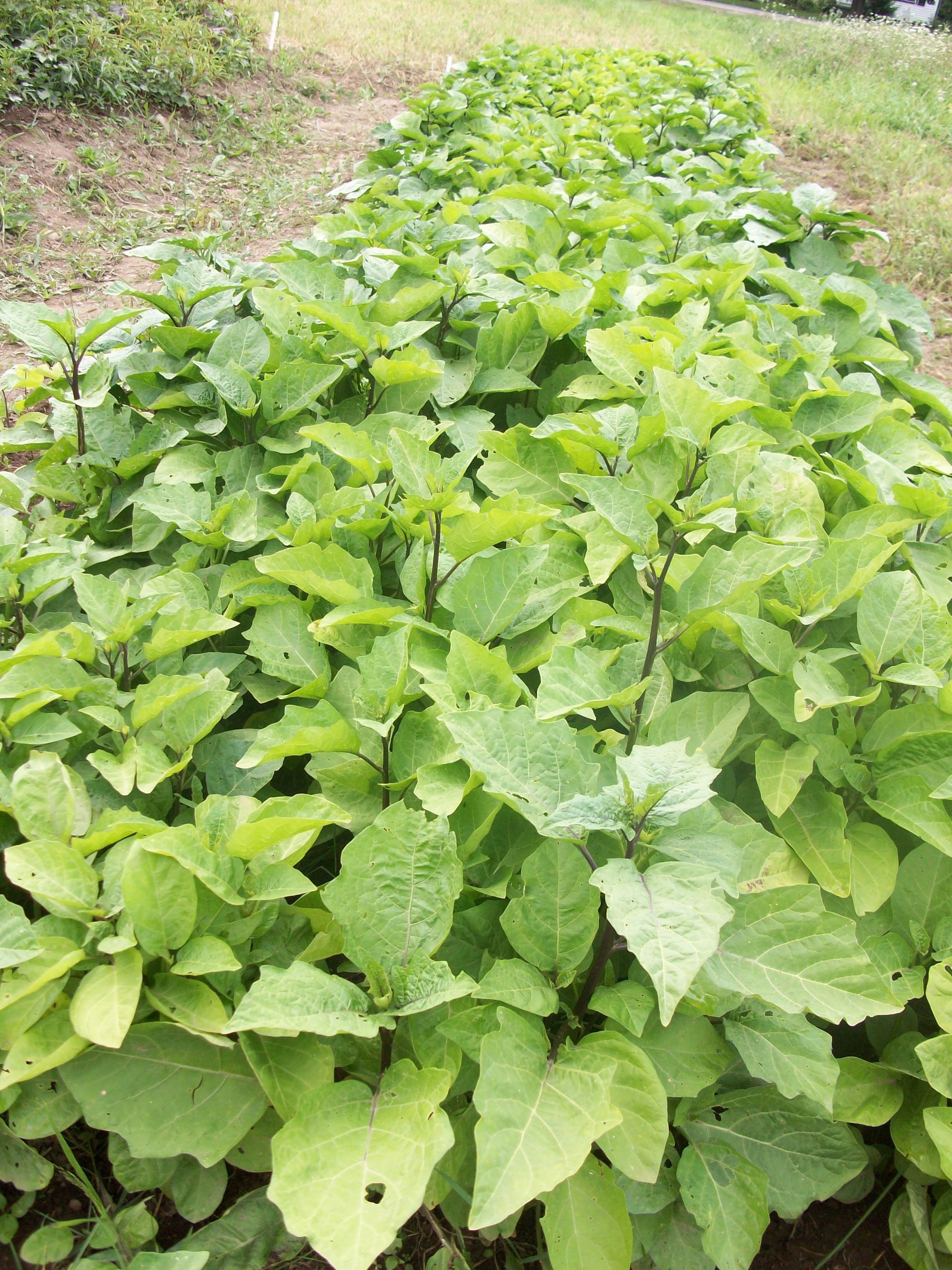 Jardin2 (3)