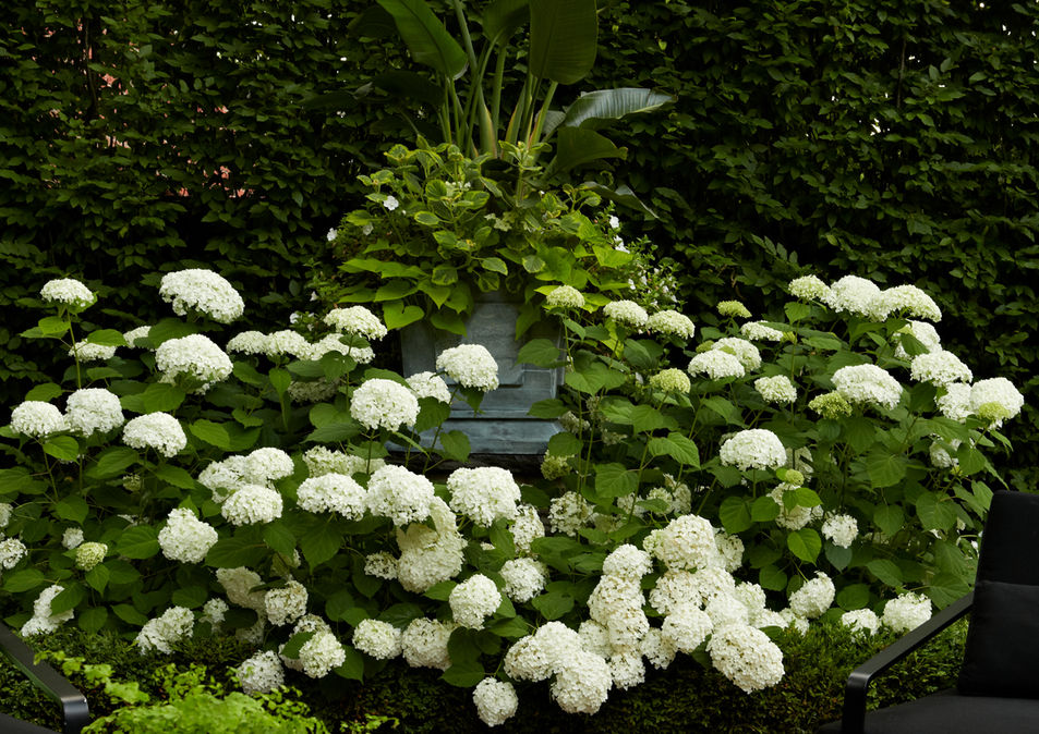 Backyard plants