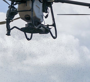 Déploiement de drones pour l'application précise de granulés anti-limaces en sols humides.