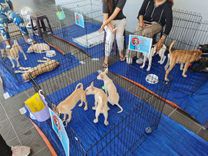 Echoes of His Love : Sri Sathya Sai Animal Care (SSSAC) Initiative by SSSGC Malaysia