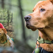 Healing the psychological wounds of war with a wagging tail