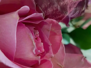 blooming from within