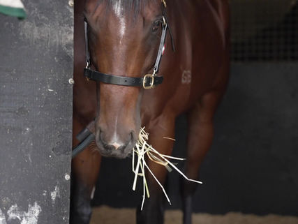 TE AKAU RACING - QLD UPDATE