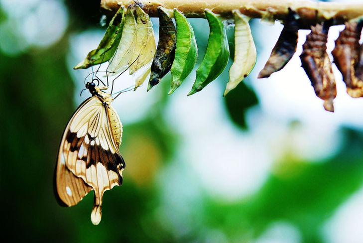 Mariposa comiendo acelgas