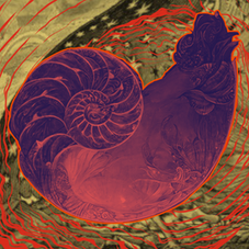 Nautilus, Collage. E. (2024)