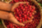 coffeefruit.jpg
