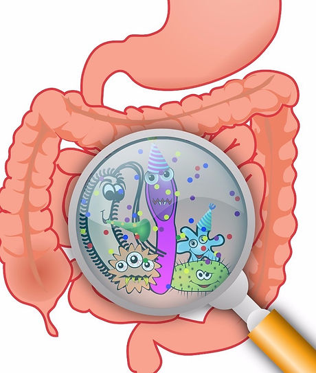 anatomy-160524_1280_edited_edited_edited_edited.jpg