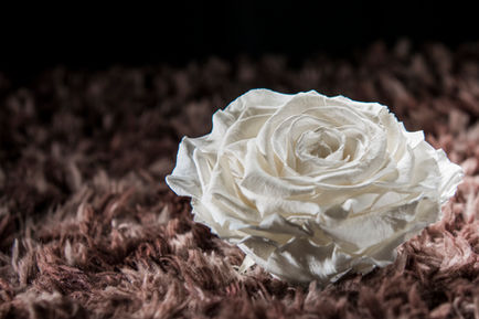 DH9_1001dh9_1001 copy