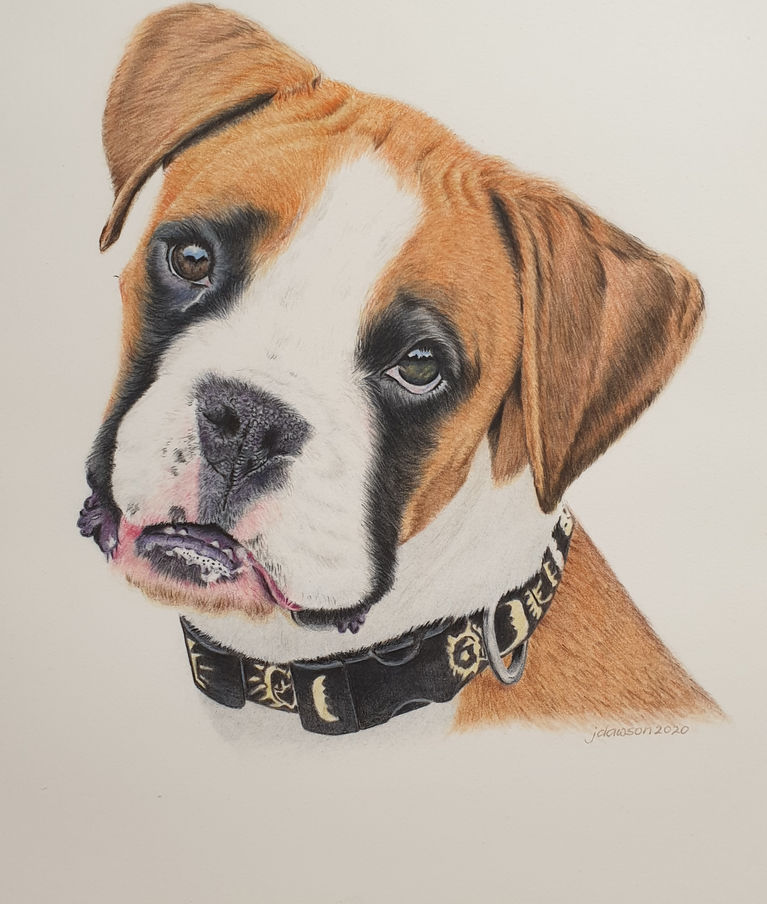 Realistic boxer dog portrait from photograph by Australian pet portrait artist John Dawson