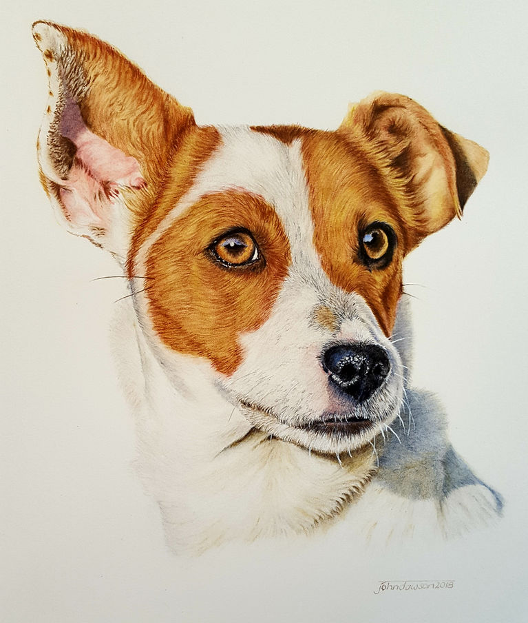 Hand drawn Jack Russell dog portrait in coloured pencil commissioned from photo by Australian pet portrait artist John Dawson