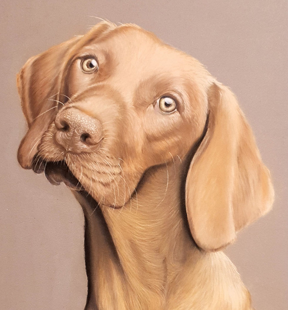 Dog portrait in soft pastel