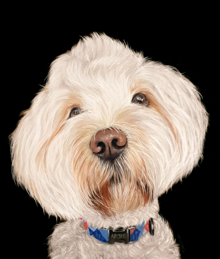 Realistic dog portrait drawing in coloured pencil from photograph by Australian pet portrait artist John Dawson