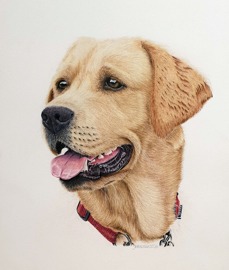 Highly detailed Golden Retreiver dog portrait drawing in coloured pencil by Australian pet portrait artist John Dawson