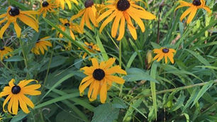 Watch the Recording: Rain Gardens Webinar 2026