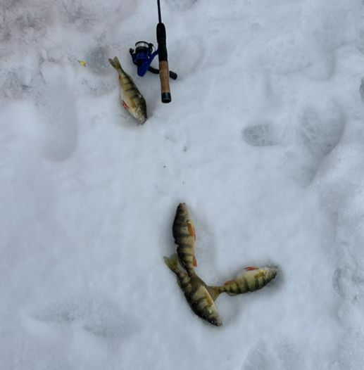 Yellow Perch at the 2025 Clean Water Campaign Ice Fishing Derby