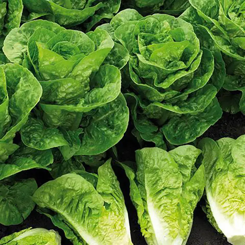 Lechuga Faro - Sobre de 100 Millares