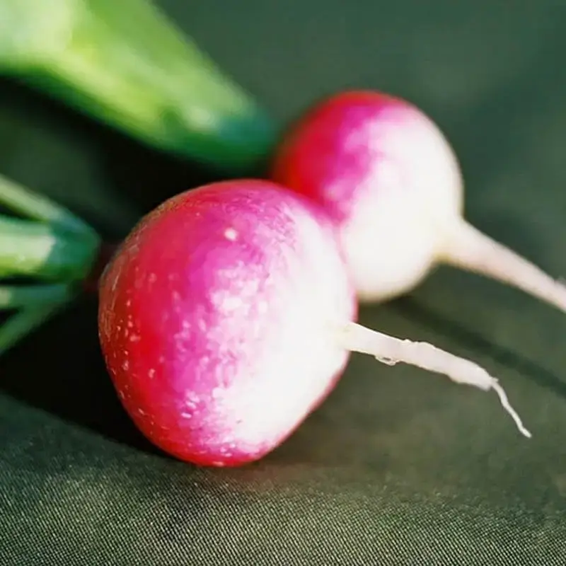 Rábano Sparkler White Tip - Sobre de 1 Libra