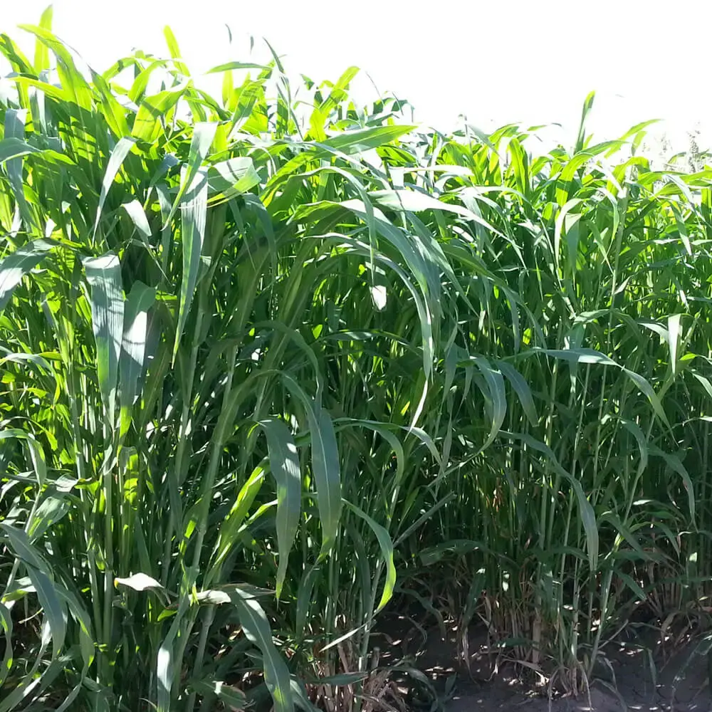 Sorgo Selva Amazónica - Saco de 20 Kg