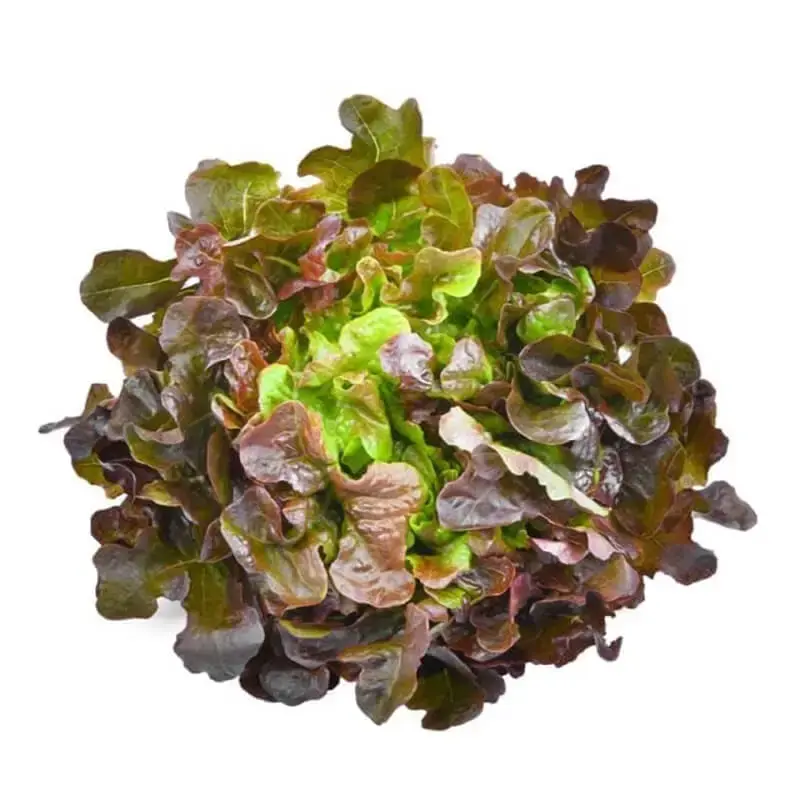 Lechuga Bolero - Sobre de 10 Millares