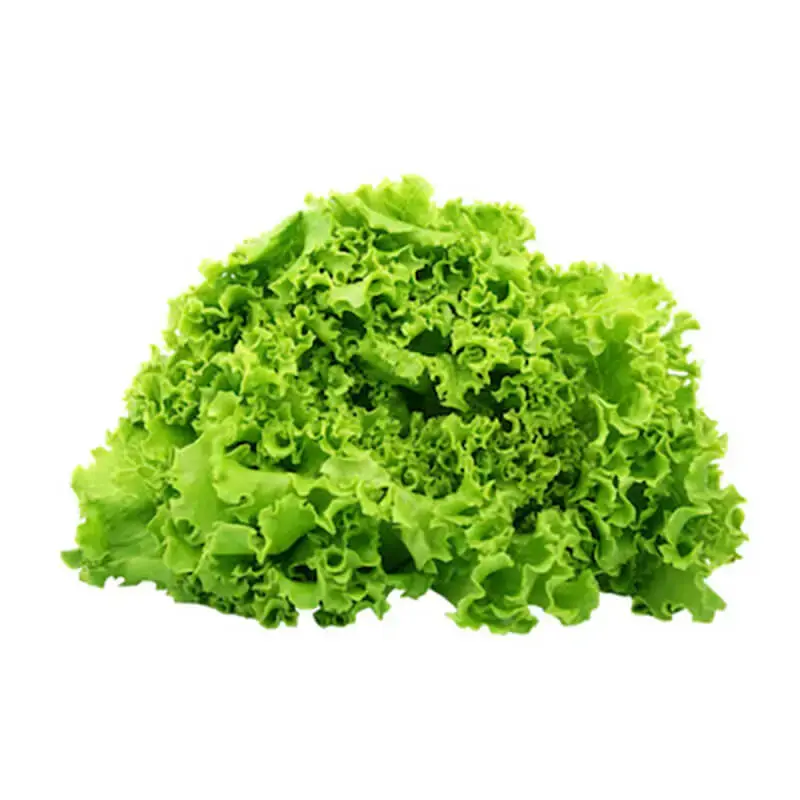 Lechuga Candida (Verde) - Sobre de 10 Millares