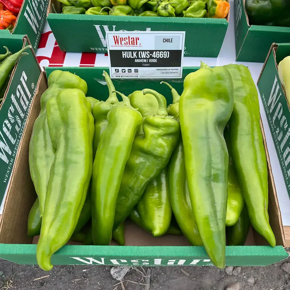 Chile Hulk (WS-4669) - Sobre de 10 Millares