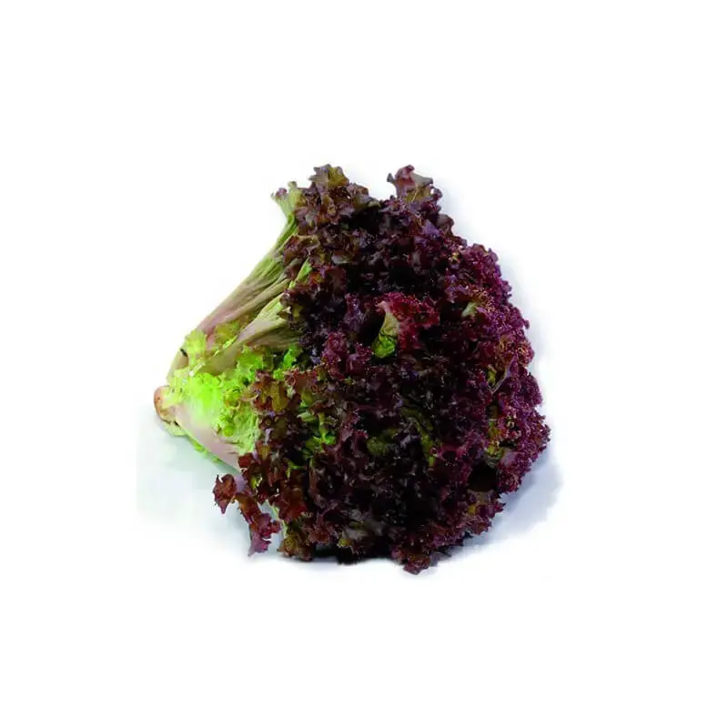 Lechuga Matrioska (Roja)  -  Sobre de 10 Millares