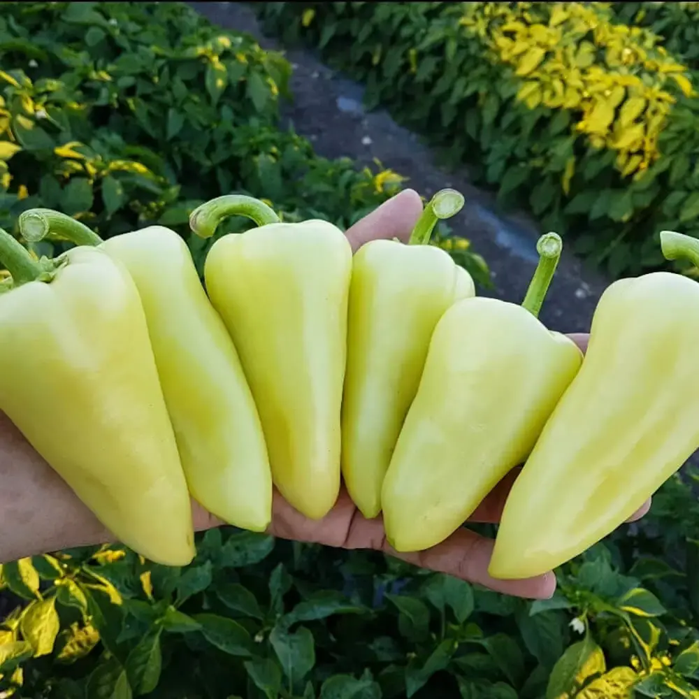 Chile Mar Dorado (MSC-1081) - Sobre de 10 Millares