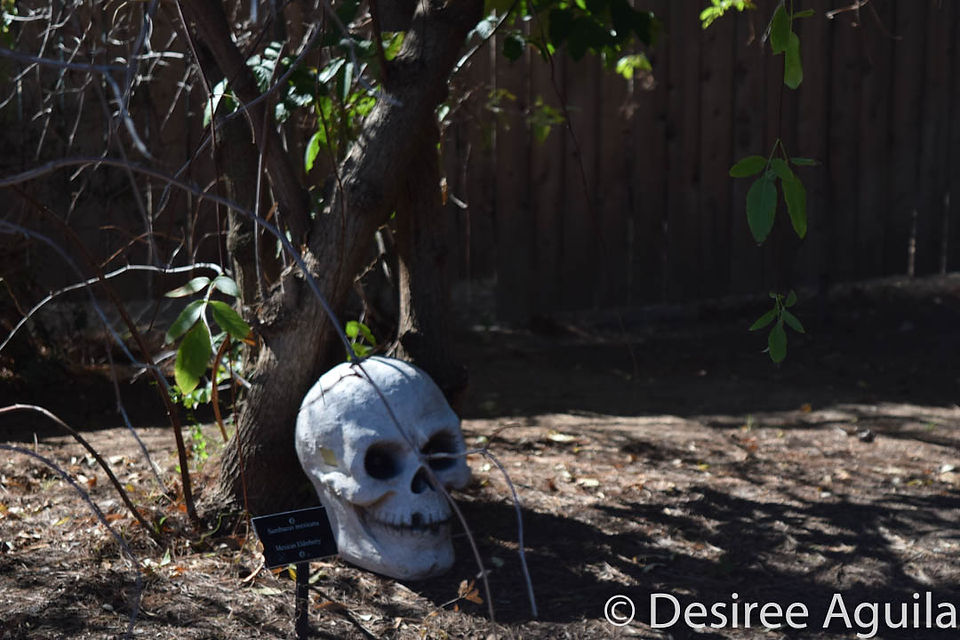 skull in shade