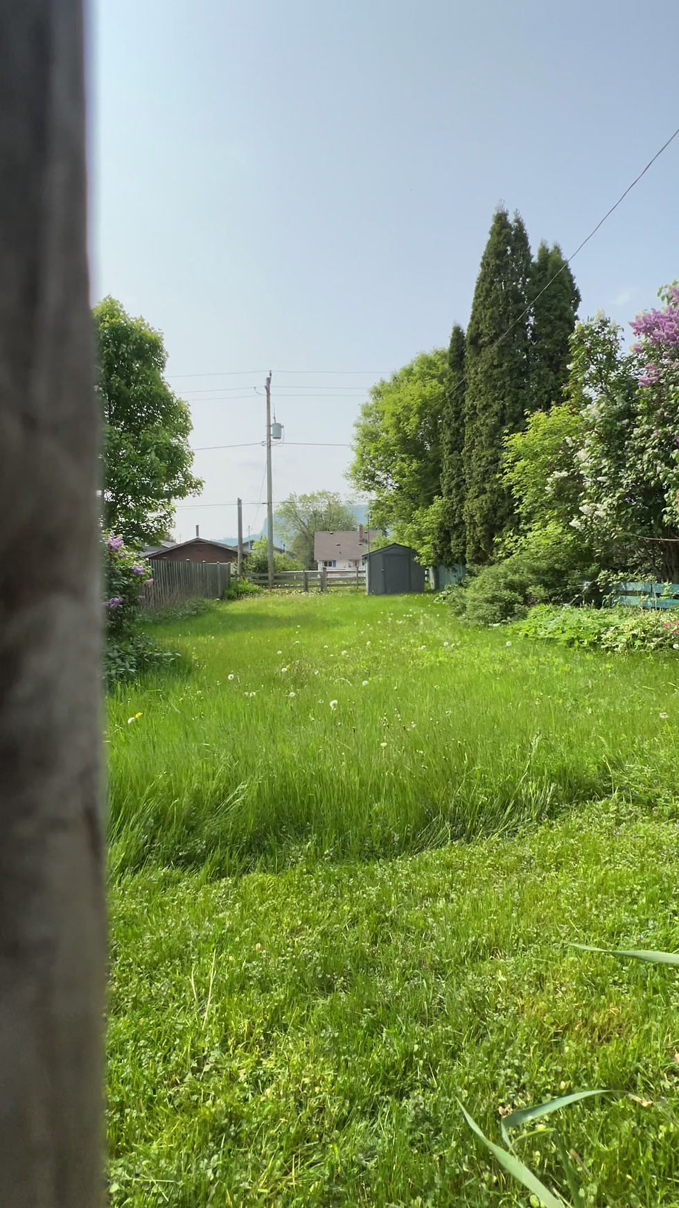 overgrown video real estate agent.mov