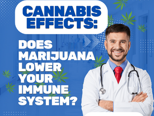 Cannabis Effects: Does Marijuana Lower Your Immune System?