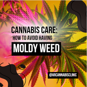 Cannabis Care: How To Avoid Having Moldy Weed