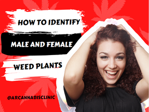 How To Identify Male And Female Weed Plants