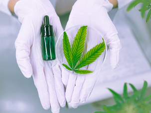 The Best Medical Marijuana for Pain Relief and Treatment