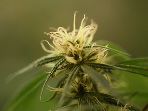 What Does a Marijuana Flower Look Like? Cannabis Guide