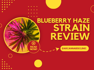 Blueberry Haze Strain Review