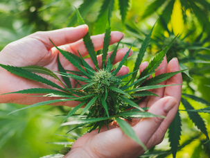 High CBD Low THC Strains List: Top Picks for 2023