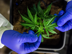 CBD Sativa vs Indica: What's the Real Difference?