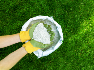 What is the Best Fertilizer for Marijuana Plants?