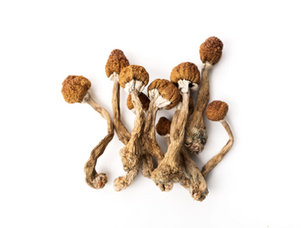 Magic Mushrooms: Best Shroom Strains and Their Effects