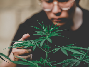 Can Arizona Medical Marijuana Patients Cultivate Cannabis?