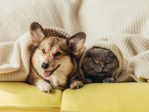 Benefits of Hemp & CBD for Cats in Heat and Other Pets
