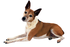 Dog sitting down (1).png